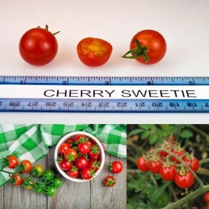 Kiraz salkım domates tohumu geleneksel sweetie tomato
