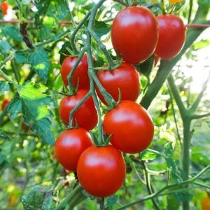 Kiraz salkım domates tohumu geleneksel sweetie tomato