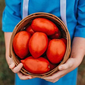 Salçalık domates tohumu geleneksel amish paste tomato