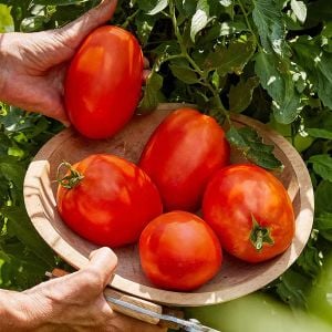 Salçalık domates tohumu geleneksel amish paste tomato
