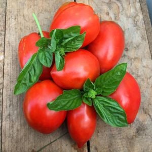 Salçalık domates tohumu geleneksel amish paste tomato