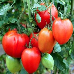 Salçalık domates tohumu geleneksel amish paste tomato