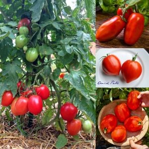 Salçalık domates tohumu geleneksel amish paste tomato