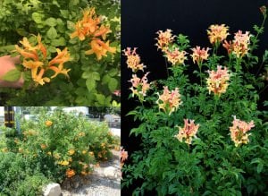 Somon turuncu çiçekli tekomarya fidanı tecomaria capensis