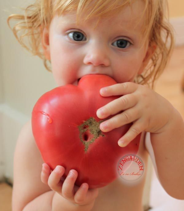Gerçek pembe domates tohumu geleneksel pink delight tomato