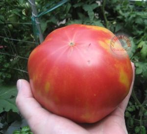 Gerçek pembe domates tohumu geleneksel pink delight tomato