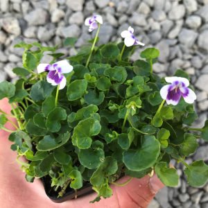Yayılıcı yer menekşesi fidesi viola hederacea