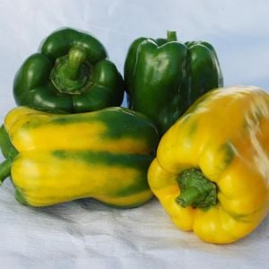 Yellow Monster sarı dev tatlı biber tohumu