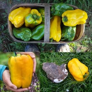 Yellow Monster sarı dev tatlı biber tohumu