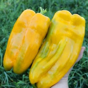 Yellow Monster sarı dev tatlı biber tohumu
