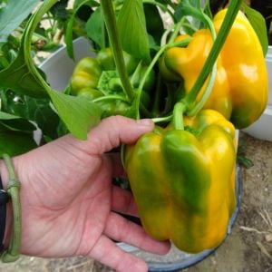 Yellow Monster sarı dev tatlı biber tohumu