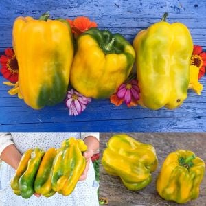 Yellow Monster sarı dev tatlı biber tohumu