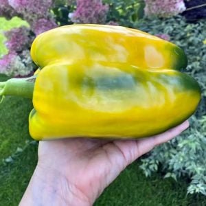 Yellow Monster sarı dev tatlı biber tohumu