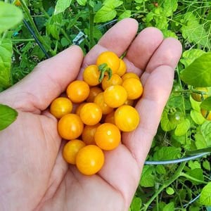 Sarı bezelye domatesi tohumu geleneksel yellow currant tomato