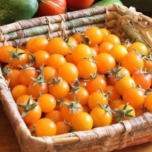 Sarı bezelye domatesi tohumu geleneksel yellow currant tomato