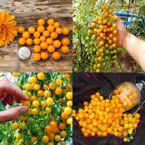 Sarı bezelye domatesi tohumu geleneksel yellow currant tomato