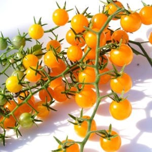 Sarı bezelye domatesi tohumu geleneksel yellow currant tomato