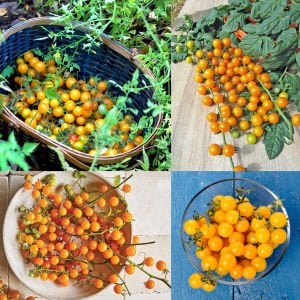 Sarı bezelye domatesi tohumu geleneksel yellow currant tomato