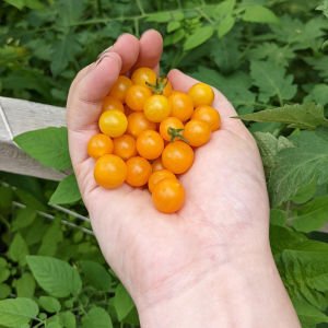 Sarı bezelye domatesi tohumu geleneksel yellow currant tomato