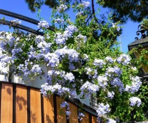 Mavi yasemin fidanı plumbago capensis