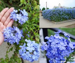 Mavi yasemin fidanı plumbago capensis