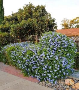 Mavi yasemin fidanı plumbago capensis