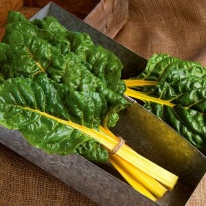 Parlak Sarı saplı pazı tohumu canary swiss chard