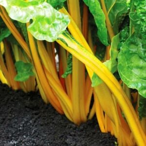 Parlak Sarı saplı pazı tohumu canary swiss chard