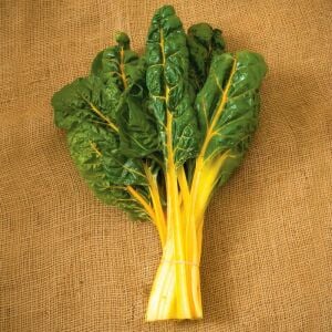Parlak Sarı saplı pazı tohumu canary swiss chard