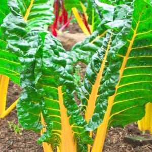 Parlak Sarı saplı pazı tohumu canary swiss chard