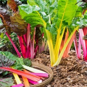 Parlak Sarı saplı pazı tohumu canary swiss chard
