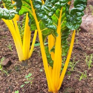 Parlak Sarı saplı pazı tohumu canary swiss chard