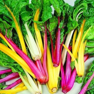 Parlak Sarı saplı pazı tohumu canary swiss chard