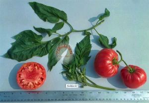 Soldacki domates tohumu geleneksel polland soldacki tomato