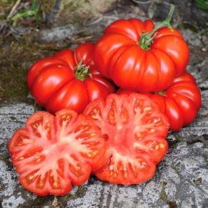 Akordiyon domatesi tohumu italyan costoluto fiorentino tomato