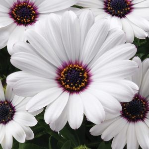 Beyaz bodrum papatyası fidesi ithal osteospermum erato compact white