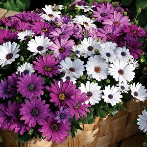 Beyaz bodrum papatyası fidesi ithal osteospermum erato compact white