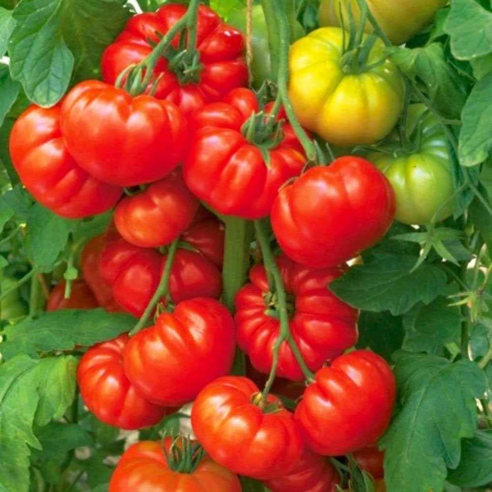 Akordiyon domatesi tohumu italyan costoluto fiorentino tomato