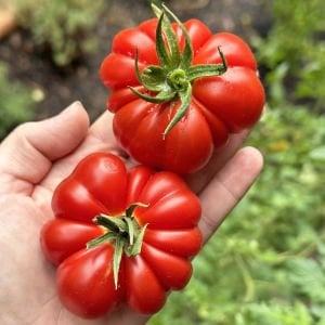 Akordiyon domatesi tohumu italyan costoluto fiorentino tomato