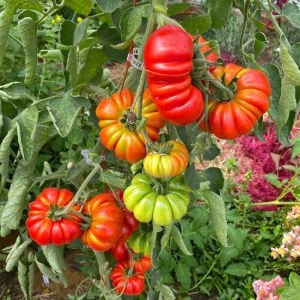 Akordiyon domatesi tohumu italyan costoluto fiorentino tomato