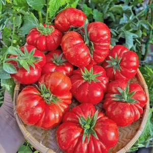 Akordiyon domatesi tohumu italyan costoluto fiorentino tomato