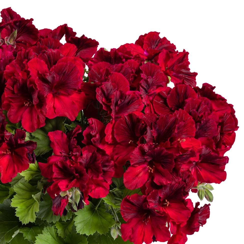 Koyu kırmızı canan sardunya fidesi pelargonium aristo deep red