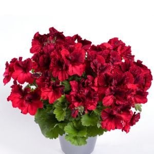 Koyu kırmızı canan sardunya fidesi pelargonium aristo deep red