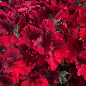 Koyu kırmızı canan sardunya fidesi pelargonium aristo deep red