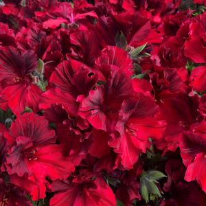 Koyu kırmızı canan sardunya fidesi pelargonium aristo deep red