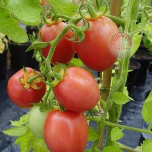 Pembe yumurta domates tohumu geleneksel pink german egg tomato