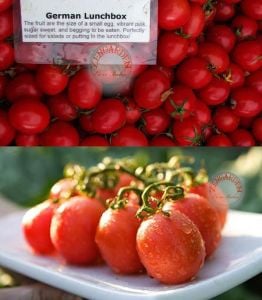 Pembe yumurta domates tohumu geleneksel pink german egg tomato
