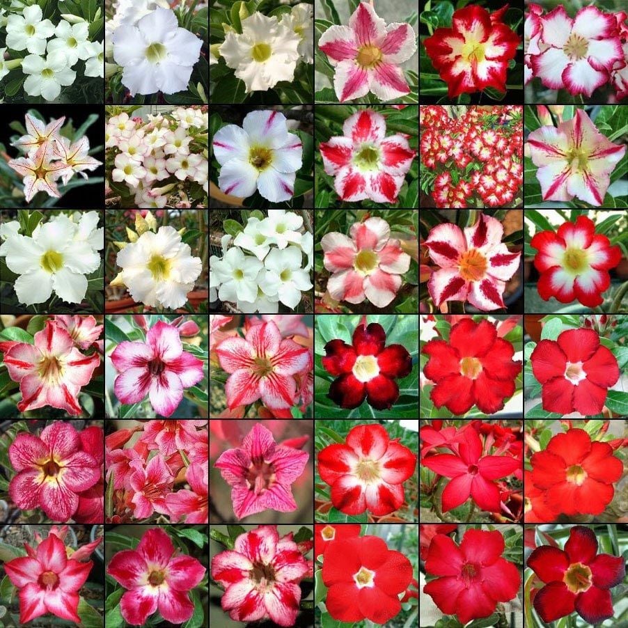 Adenium tohumu çöl gülü renkli karışımı