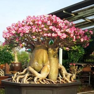 Adenium tohumu çöl gülü renkli karışımı