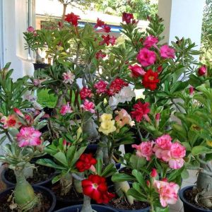 Adenium tohumu çöl gülü renkli karışımı